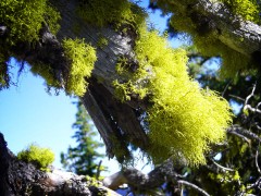 Gnarly Lichen